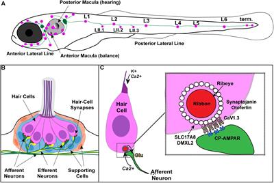 Transmission Disrupted: Modeling Auditory Synaptopathy in Zebrafish